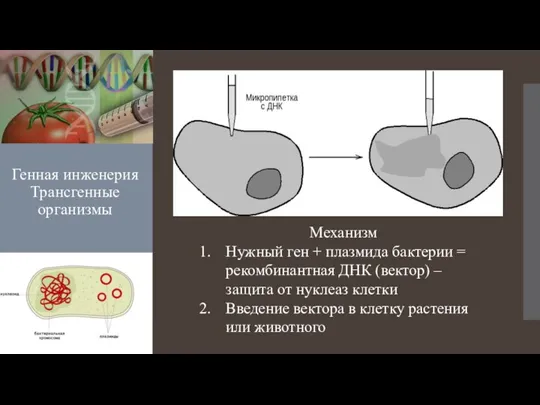 Генная инженерия Трансгенные организмы Механизм Нужный ген + плазмида бактерии = рекомбинантная