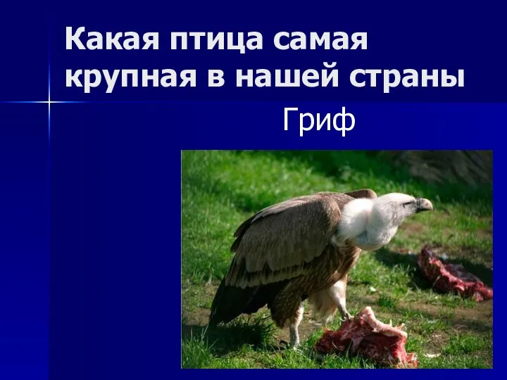 Какая птица самая крупная в нашей страны Гриф