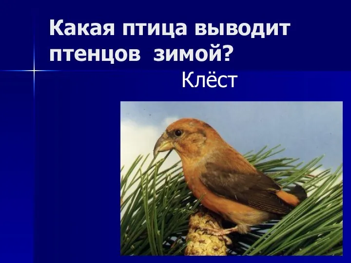 Какая птица выводит птенцов зимой? Клёст