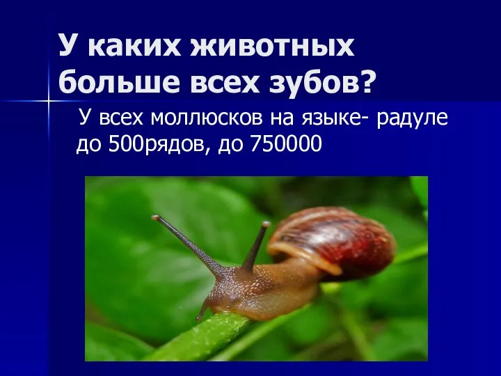 У каких животных больше всех зубов? У всех моллюсков на языке- радуле до 500рядов, до 750000