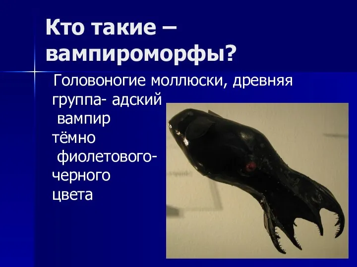 Кто такие –вампироморфы? Головоногие моллюски, древняя группа- адский вампир тёмно фиолетового- черного цвета