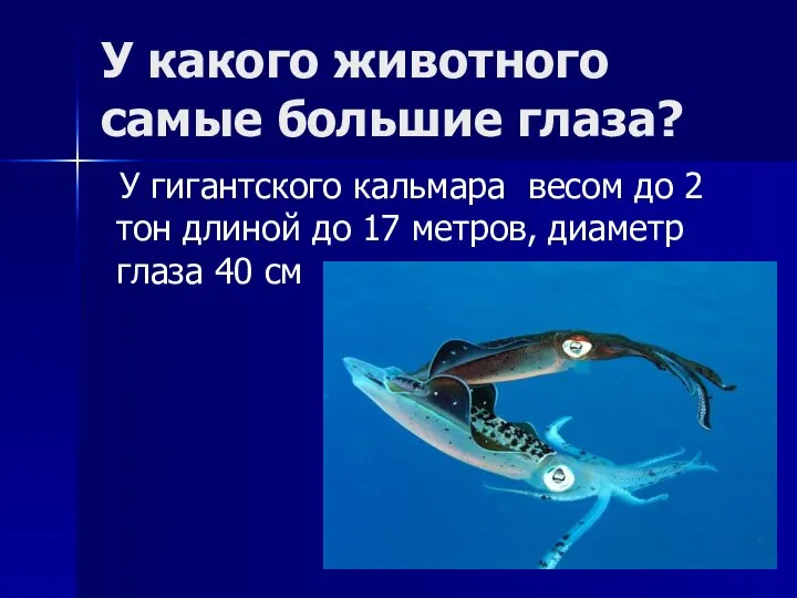У какого животного самые большие глаза? У гигантского кальмара весом до 2