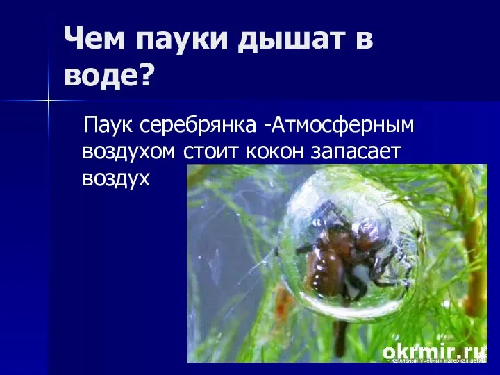 Чем пауки дышат в воде? Паук серебрянка -Атмосферным воздухом стоит кокон запасает воздух