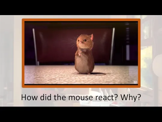 How did the mouse react? Why?