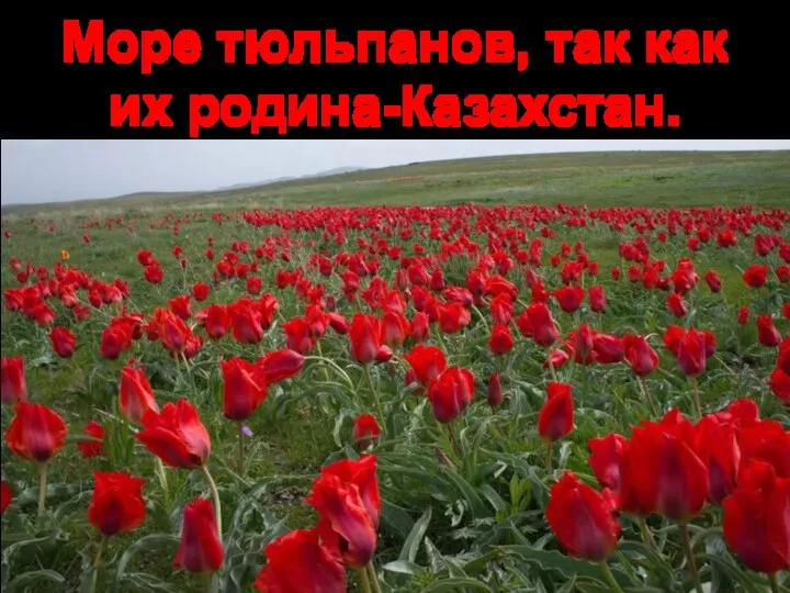 Море тюльпанов, так как их родина-Казахстан.