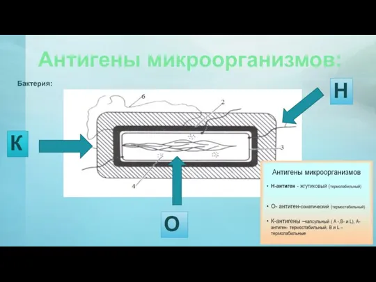 К О Н Антигены микроорганизмов: Бактерия: