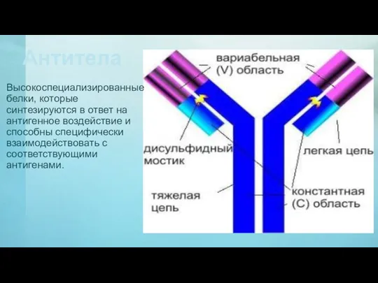 Антитела Высокоспециализированные белки, которые синтезируются в ответ на антигенное воздействие и способны