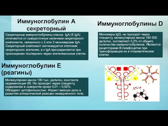 Секреторные иммуноглобулины класса IgA (S IgA) отличаются от сывороточных наличием секреторного компонента,