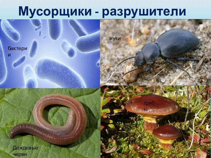 Мусорщики - разрушители бактерии жуки Дождевые черви грибы