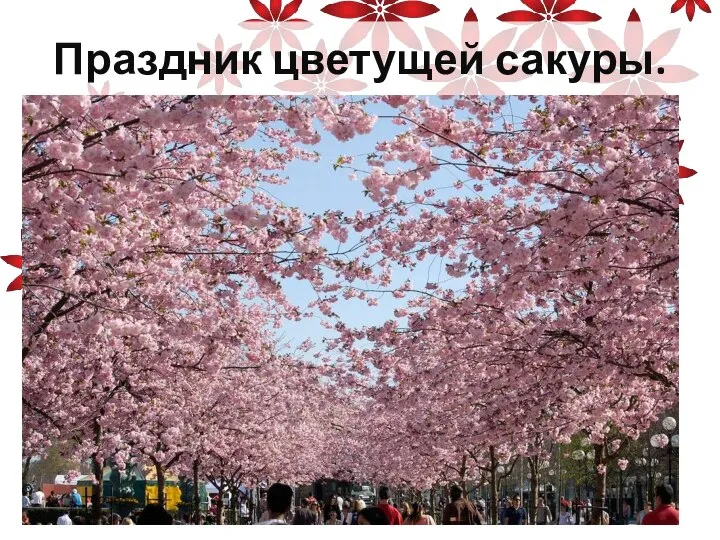 Праздник цветущей сакуры.