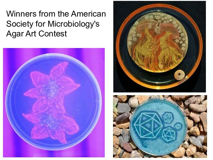 Winners from the American Society for Microbiology's Agar Art Contest