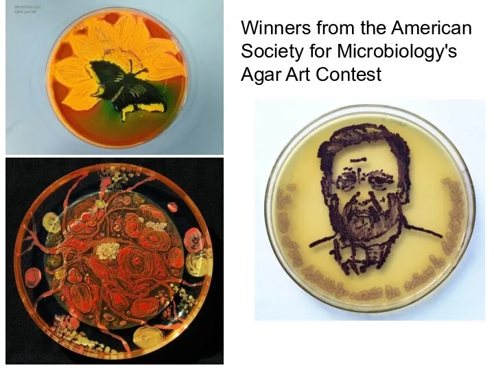 Winners from the American Society for Microbiology's Agar Art Contest