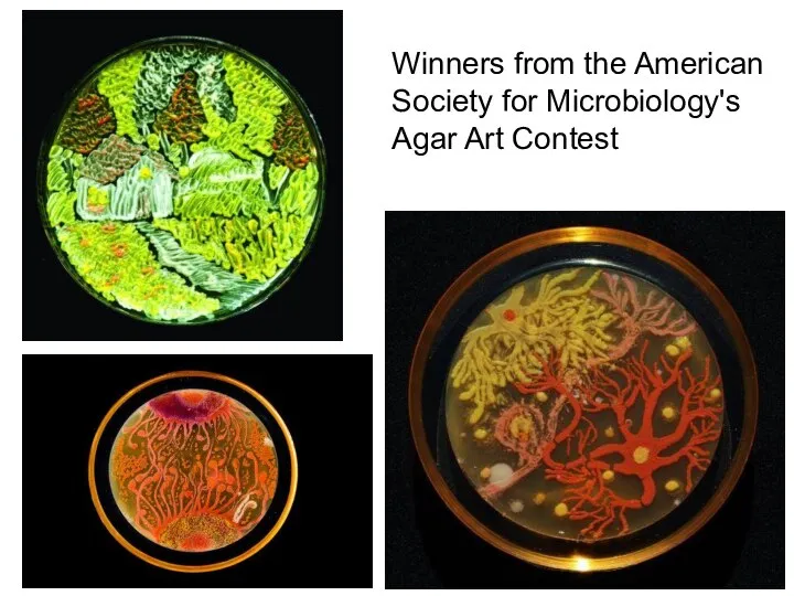 Winners from the American Society for Microbiology's Agar Art Contest