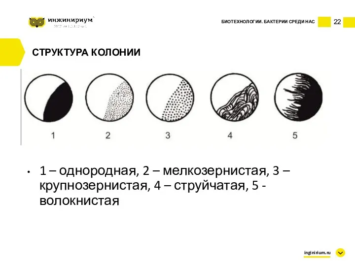 22 БИОТЕХНОЛОГИИ. БАКТЕРИИ СРЕДИ НАС inginirium.ru СТРУКТУРА КОЛОНИИ 1 – однородная, 2