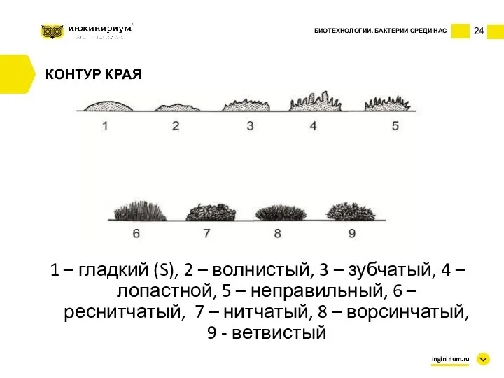 24 БИОТЕХНОЛОГИИ. БАКТЕРИИ СРЕДИ НАС inginirium.ru КОНТУР КРАЯ 1 – гладкий (S),