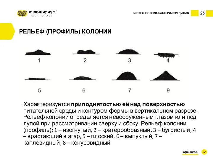 25 БИОТЕХНОЛОГИИ. БАКТЕРИИ СРЕДИ НАС inginirium.ru РЕЛЬЕФ (ПРОФИЛЬ) КОЛОНИИ Характеризуется приподнятостью её