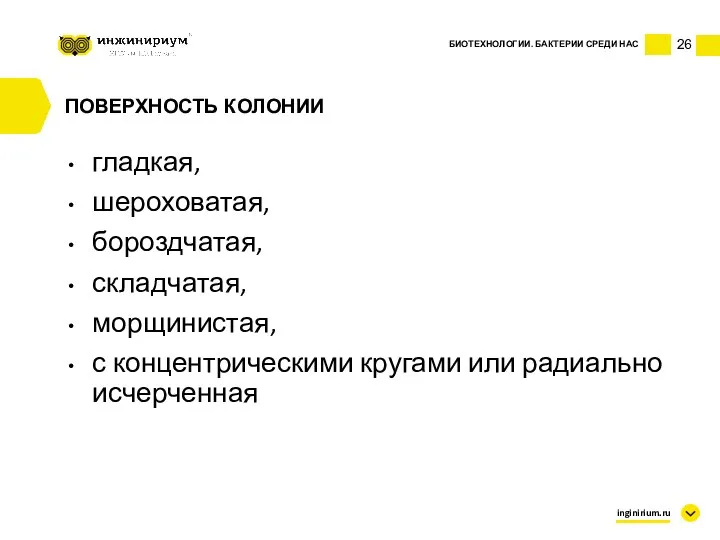 26 БИОТЕХНОЛОГИИ. БАКТЕРИИ СРЕДИ НАС inginirium.ru ПОВЕРХНОСТЬ КОЛОНИИ гладкая, шероховатая, бороздчатая, складчатая,