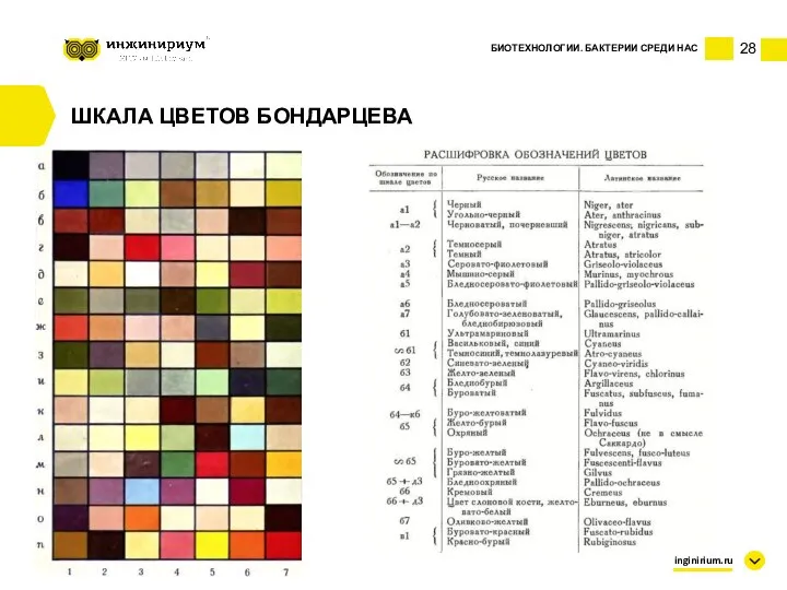 28 БИОТЕХНОЛОГИИ. БАКТЕРИИ СРЕДИ НАС inginirium.ru ШКАЛА ЦВЕТОВ БОНДАРЦЕВА