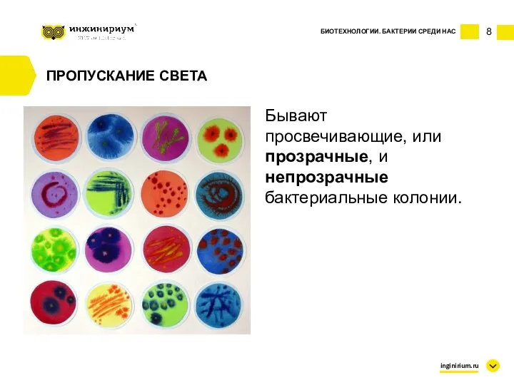8 БИОТЕХНОЛОГИИ. БАКТЕРИИ СРЕДИ НАС inginirium.ru ПРОПУСКАНИЕ СВЕТА Бывают просвечивающие, или прозрачные, и непрозрачные бактериальные колонии.