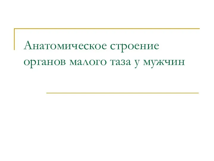 Анатомическое строение органов малого таза у мужчин