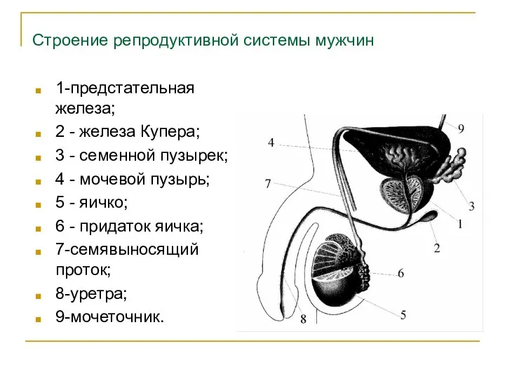 Строение репродуктивной системы мужчин 1-предстательная железа; 2 - железа Купера; 3 -