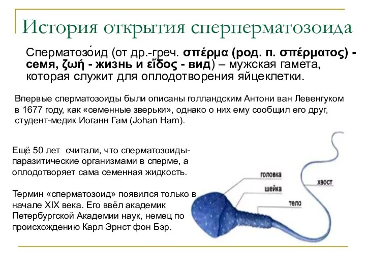 История открытия сперперматозоида Сперматозо́ид (от др.-греч. σπέρμα (род. п. σπέρματος) - семя,