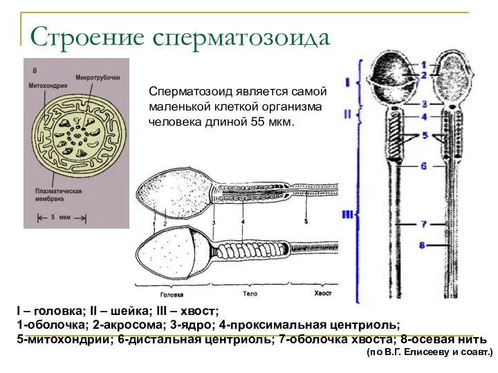 Строение сперматозоида I – головка; II – шейка; III – хвост; 1-оболочка;