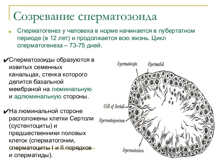 Созревание сперматозоида Сперматогенез у человека в норме начинается в пубертатном периоде (в