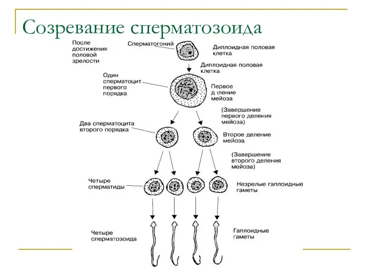 Созревание сперматозоида