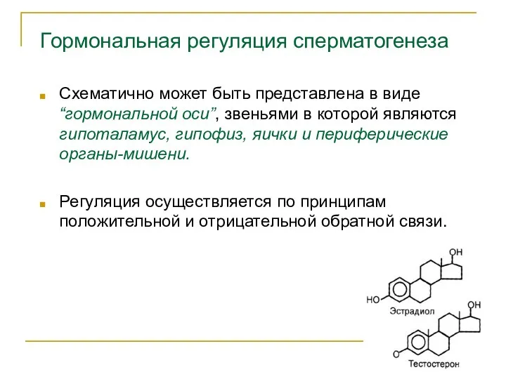 Гормональная регуляция сперматогенеза Схематично может быть представлена в виде “гормональной оси”, звеньями