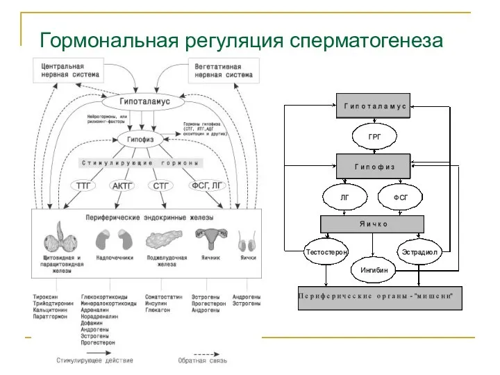 Гормональная регуляция сперматогенеза