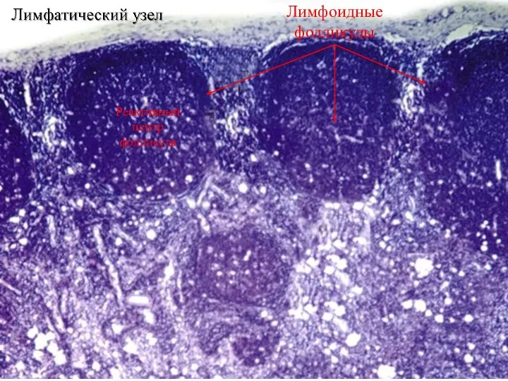 Лимфоидные фолликулы Реактивный центр фолликула