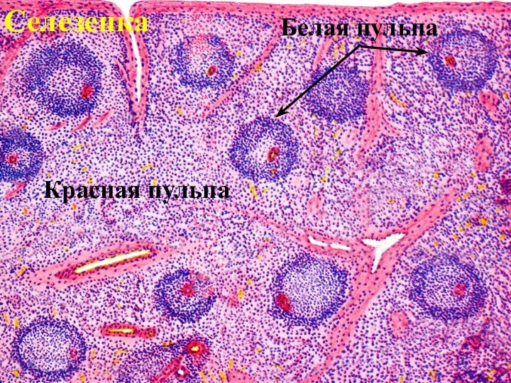 Селезенка Белая пульпа Красная пульпа