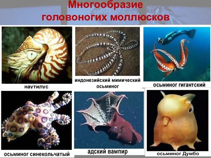 Многообразие головоногих моллюсков