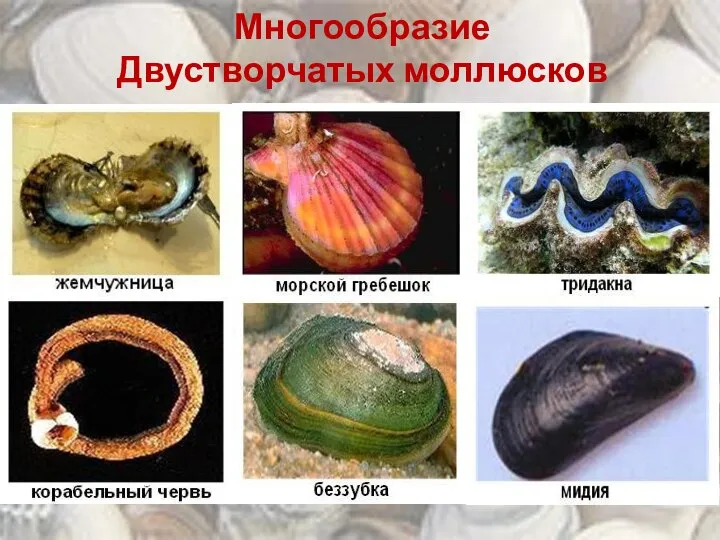 Многообразие Двустворчатых моллюсков