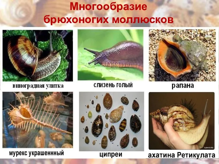 Многообразие брюхоногих моллюсков