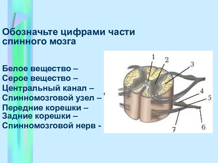 Обозначьте цифрами части спинного мозга Белое вещество – Серое вещество – Центральный