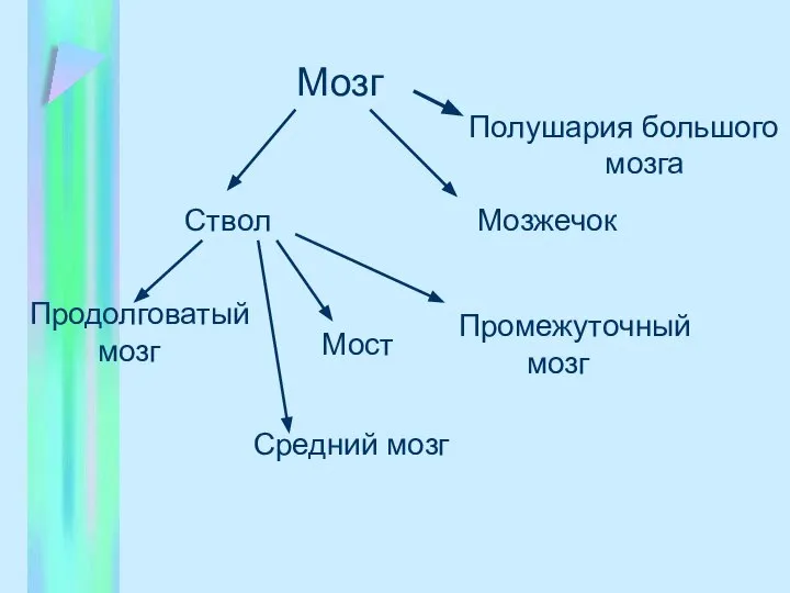 Мозг Полушария большого мозга Мозжечок Ствол Продолговатый мозг Промежуточный мозг Средний мозг Мост