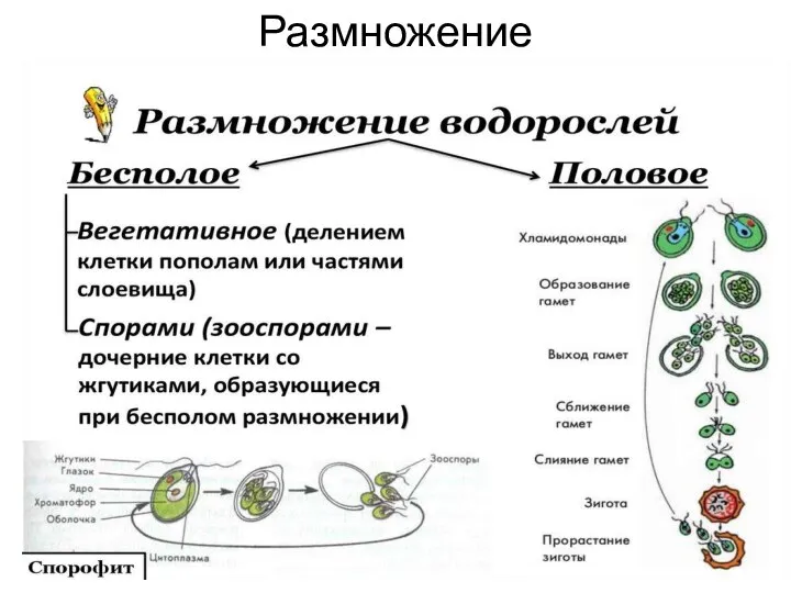 Размножение