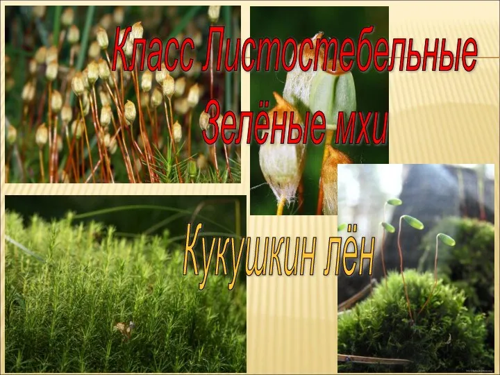 Класс Листостебельные Зелёные мхи Кукушкин лён