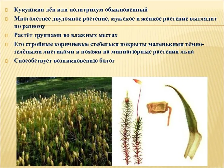 Кукушкин лён или политрихум обыкновенный Многолетнее двудомное растение, мужское и женкое растение
