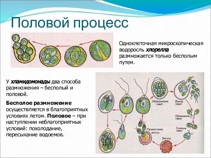 Половой процесс Одноклеточная микроскопическая водоросль хлорелла размножается только бесполым путем. У хламидомонады