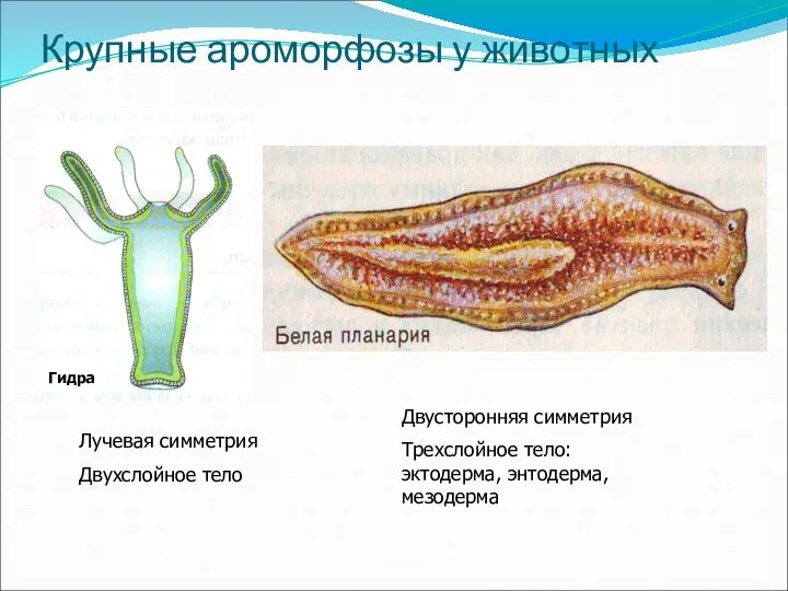 Крупные ароморфозы у животных Лучевая симметрия Двухслойное тело Двусторонняя симметрия Трехслойное тело: эктодерма, энтодерма, мезодерма