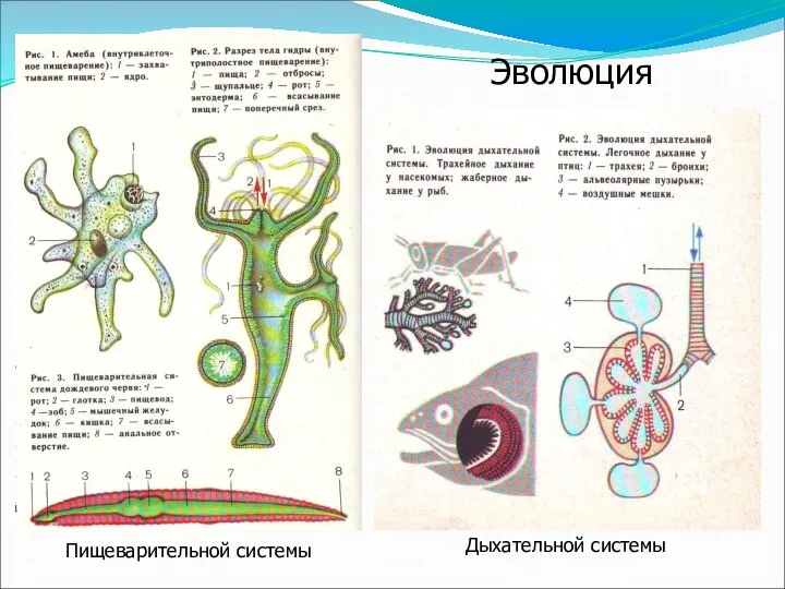 Эволюция Пищеварительной системы Дыхательной системы