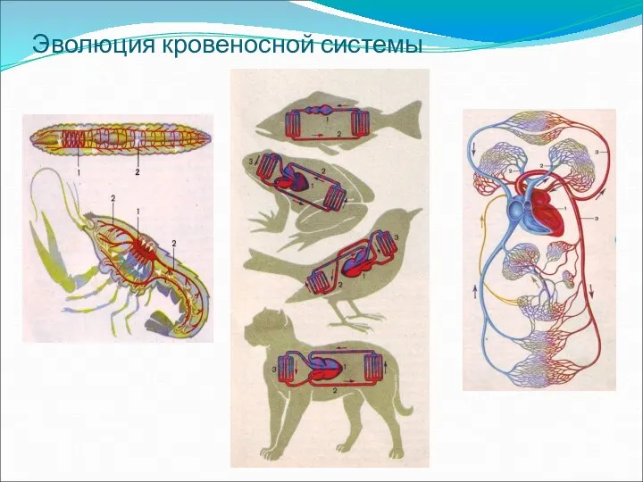 Эволюция кровеносной системы