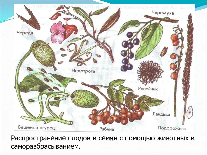 Распространение плодов и семян с помощью животных и саморазбрасыванием.