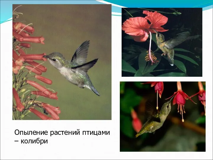 Опыление растений птицами – колибри