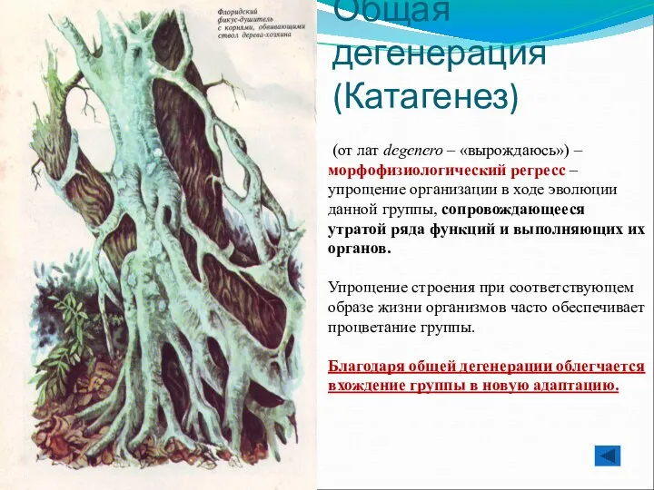 Общая дегенерация (Катагенез) (от лат degenero – «вырождаюсь») – морфофизиологический регресс –