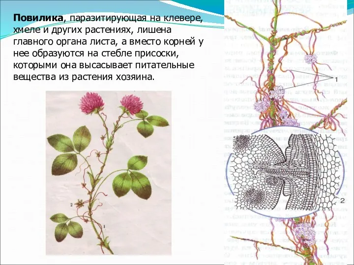 Повилика, паразитирующая на клевере, хмеле и других растениях, лишена главного органа листа,