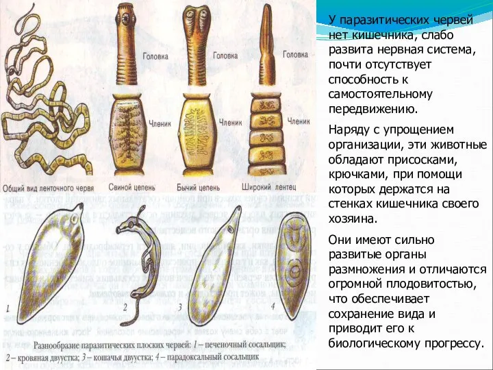 У паразитических червей нет кишечника, слабо развита нервная система, почти отсутствует способность